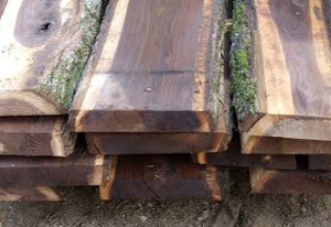 Black Walnut
