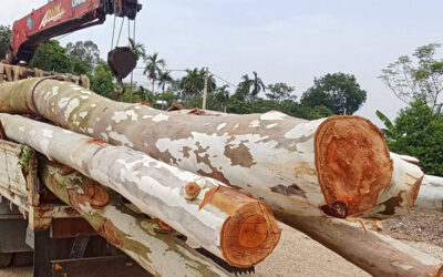 Đặc điểm và ứng dụng của gỗ bạch đàn trong đời sống