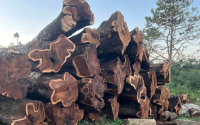 Gỗ chiu liu (muồng đen): Nổi bật với tone màu đen & độ bền bỉ