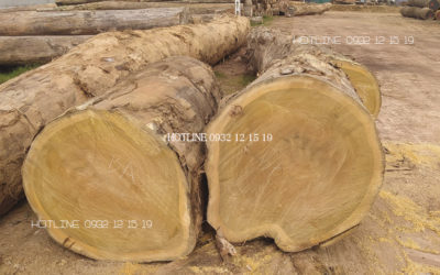 Giá trị nổi bật của gỗ dổi trong sản xuất nội thất