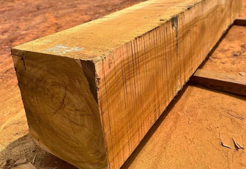 Gỗ Lim: Chi tiết về nguồn gốc, giá bán và phân loại