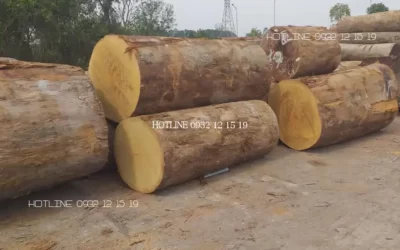 Các loại gỗ mít thường được ứng dụng để làm nội thất