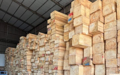 Gỗ Pơ Mu: Đặc điểm, phân loại, công dụng và cách nhận biết