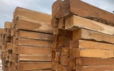 Gỗ sao là gỗ gì? Làm nội thất tốt không? Phân loại chi tiết