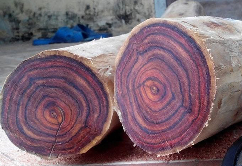 Vân gỗ sưa